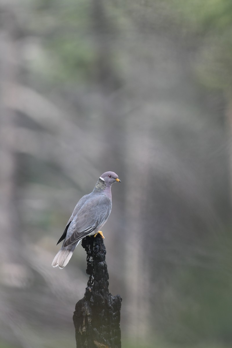 Band-tailed Pigeon - ML476324611