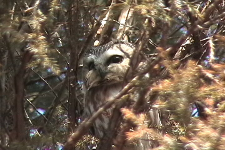 Northern Saw-whet Owl - William Hull