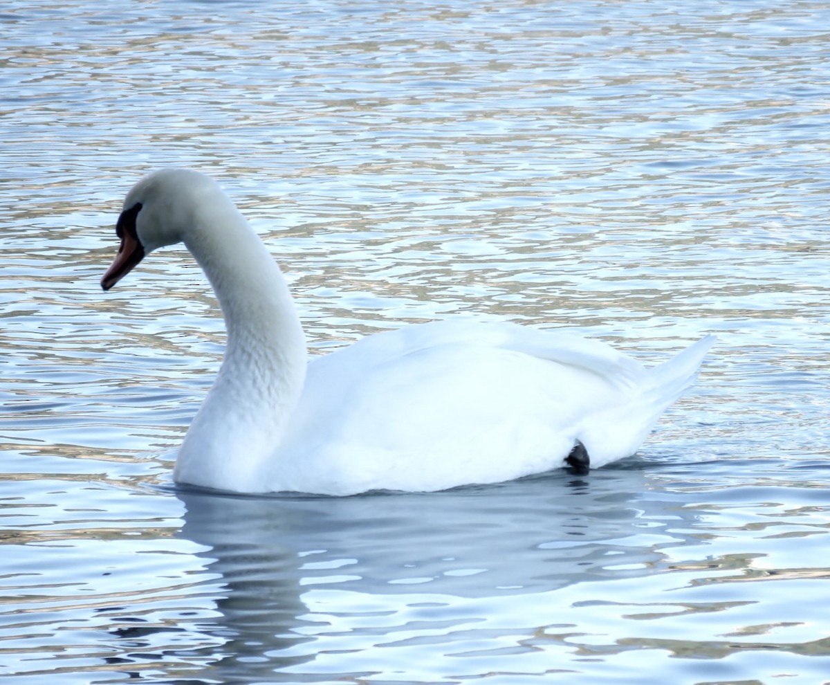 Mute Swan - T I