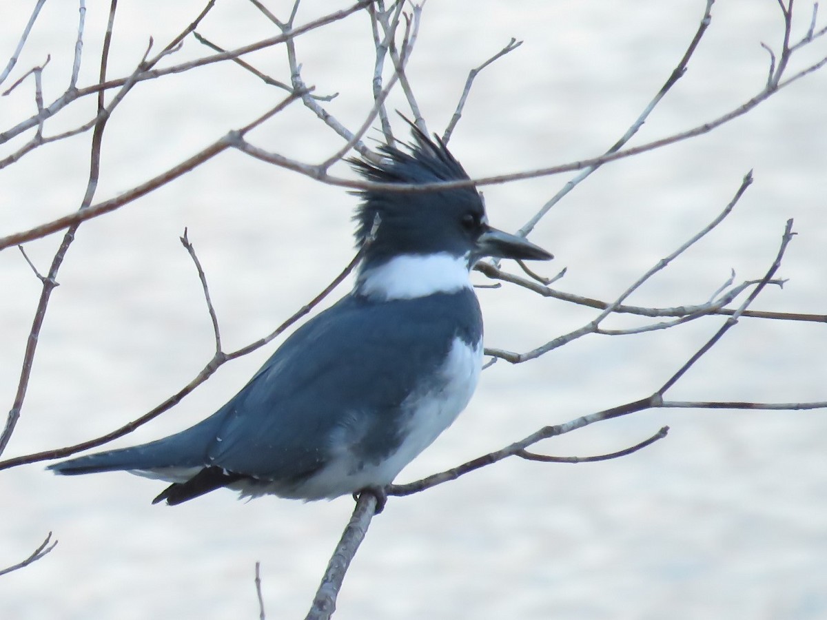 Belted Kingfisher - T I