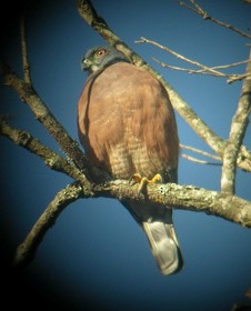 Double-toothed Kite - David Ascanio
