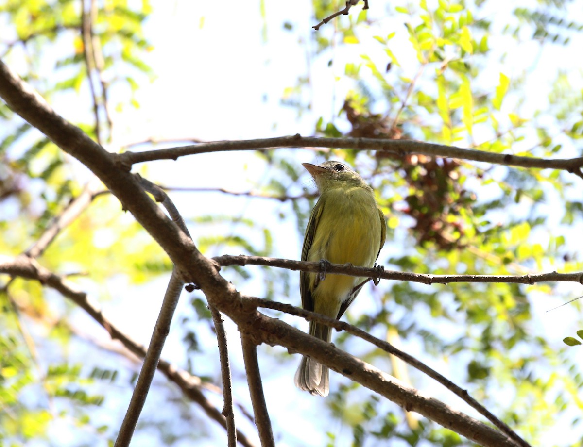 Yellow-olive Flatbill (Mato Grosso) - ML476334651