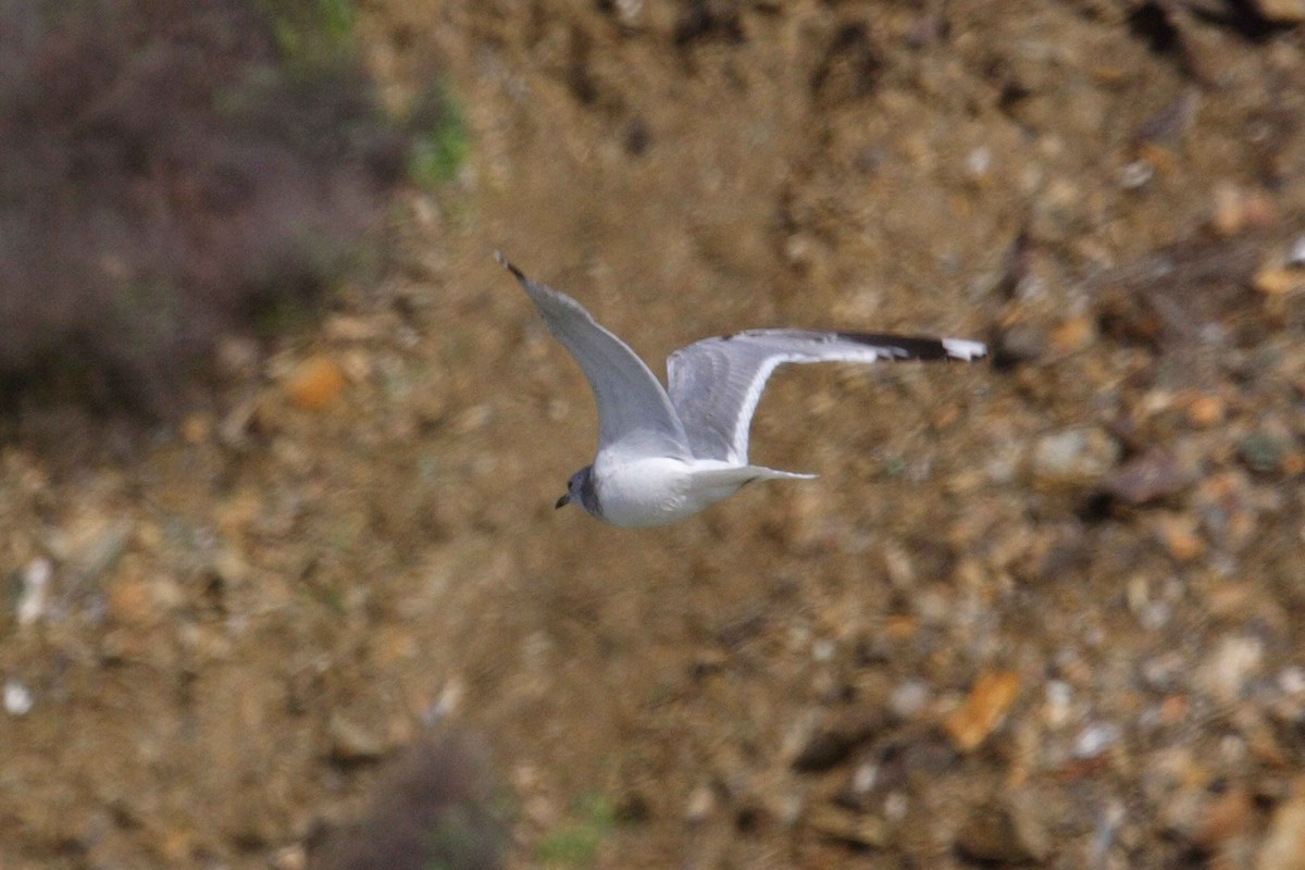 Common Gull - António Gonçalves