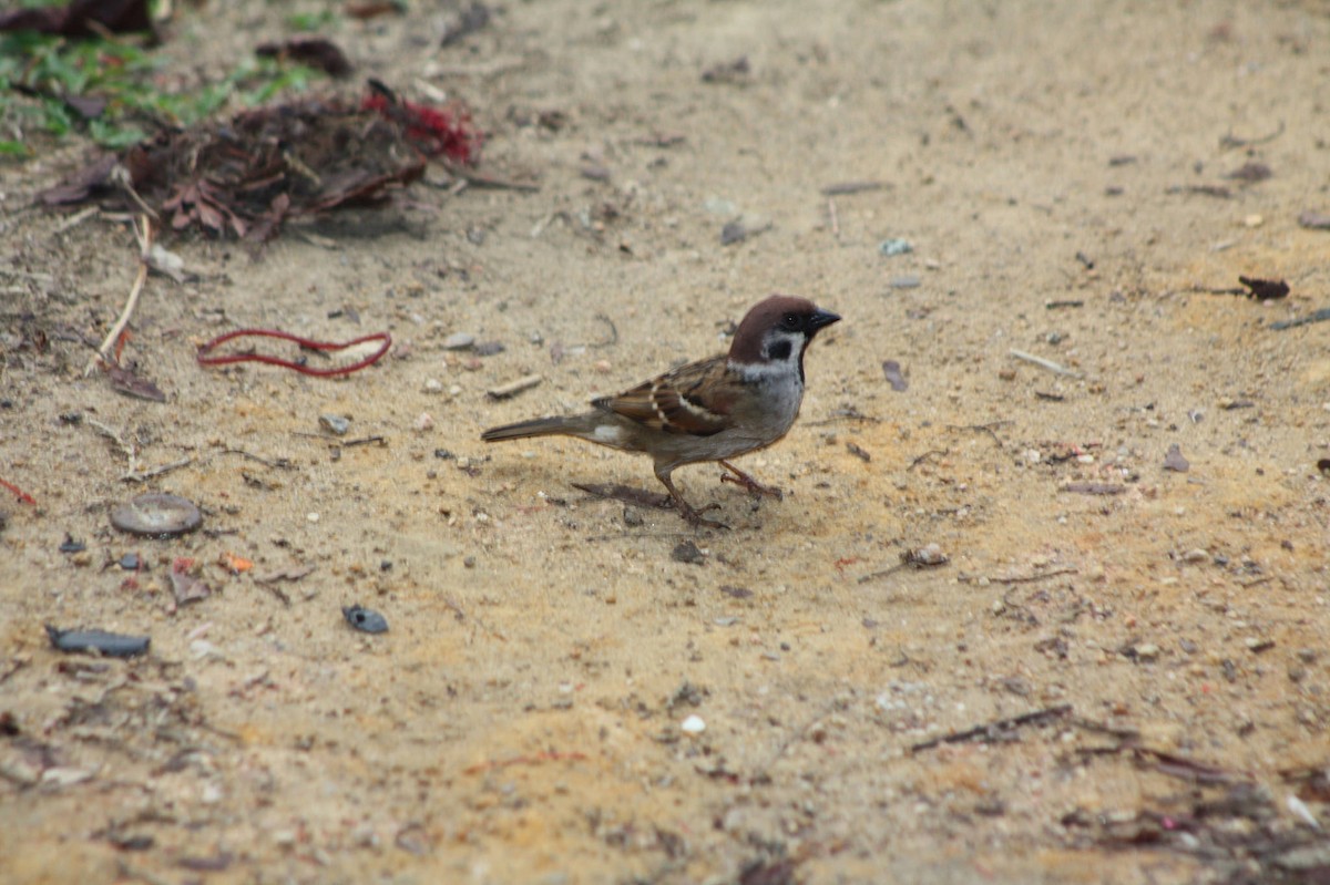 Eurasian Tree Sparrow - ML47634361