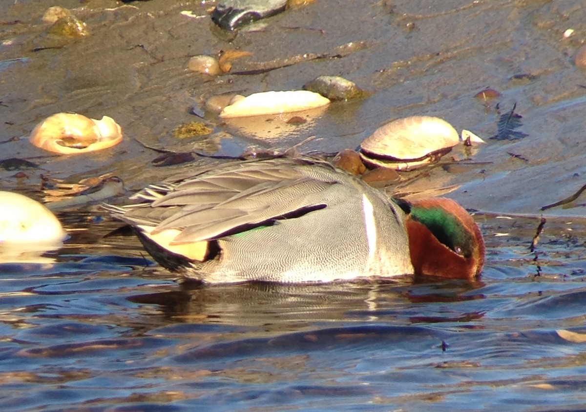 Green-winged Teal - ML47634431