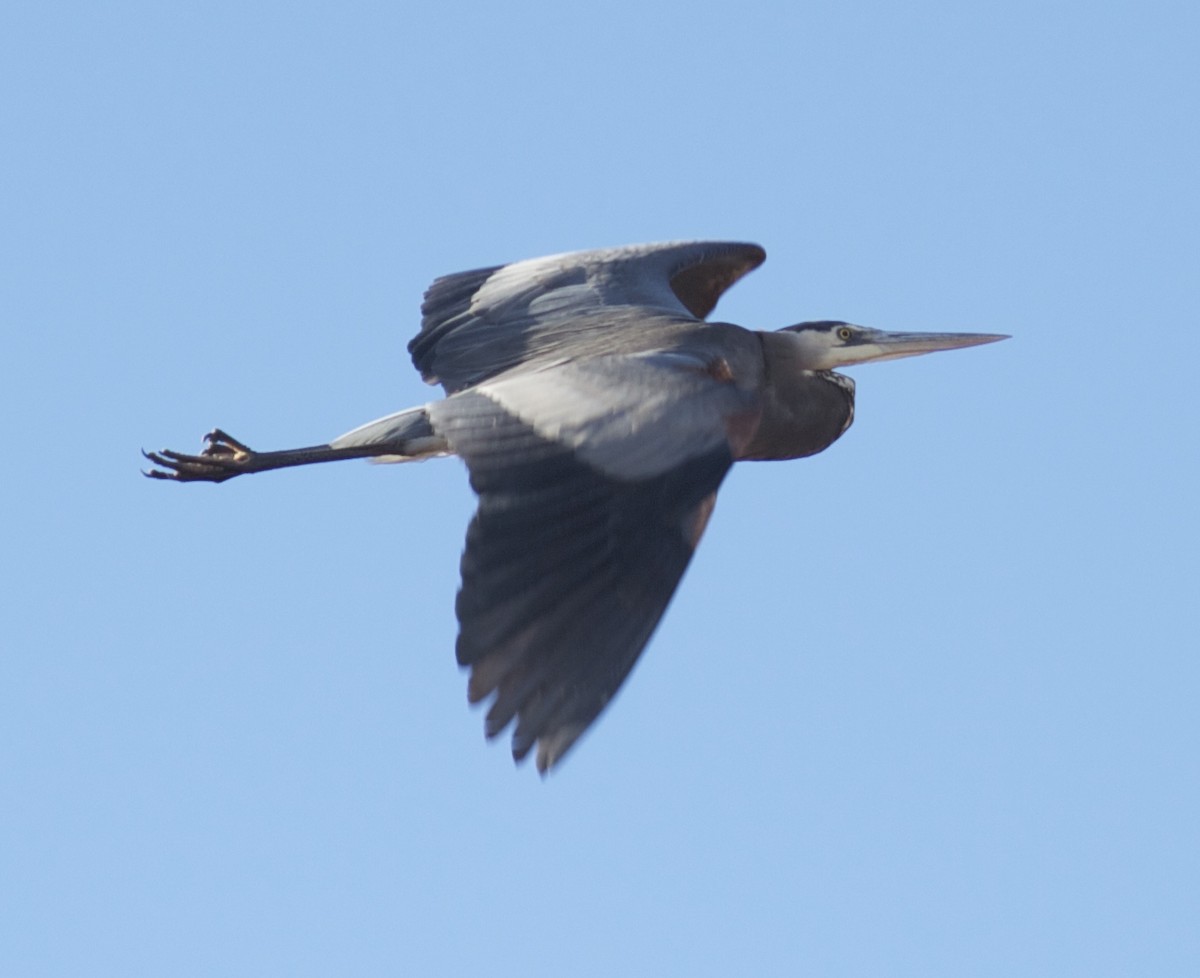 Great Blue Heron - benny albro