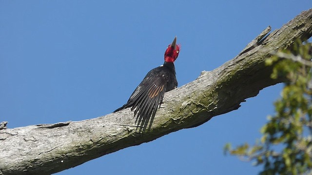 Cream-backed Woodpecker - ML476348401