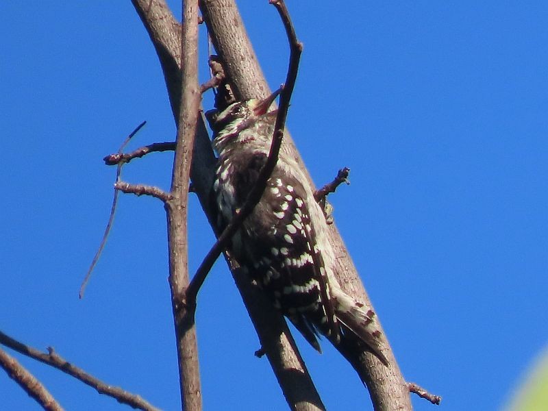 Downy Woodpecker - ML476350431