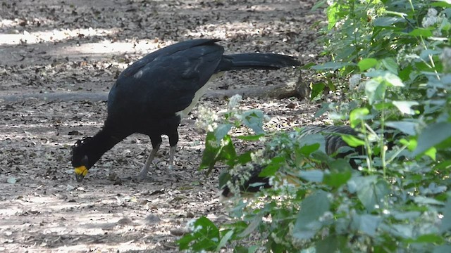 Bare-faced Curassow - ML476350971
