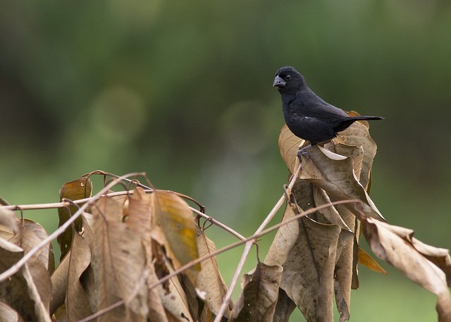 Thick-billed Seed-Finch - ML47635231