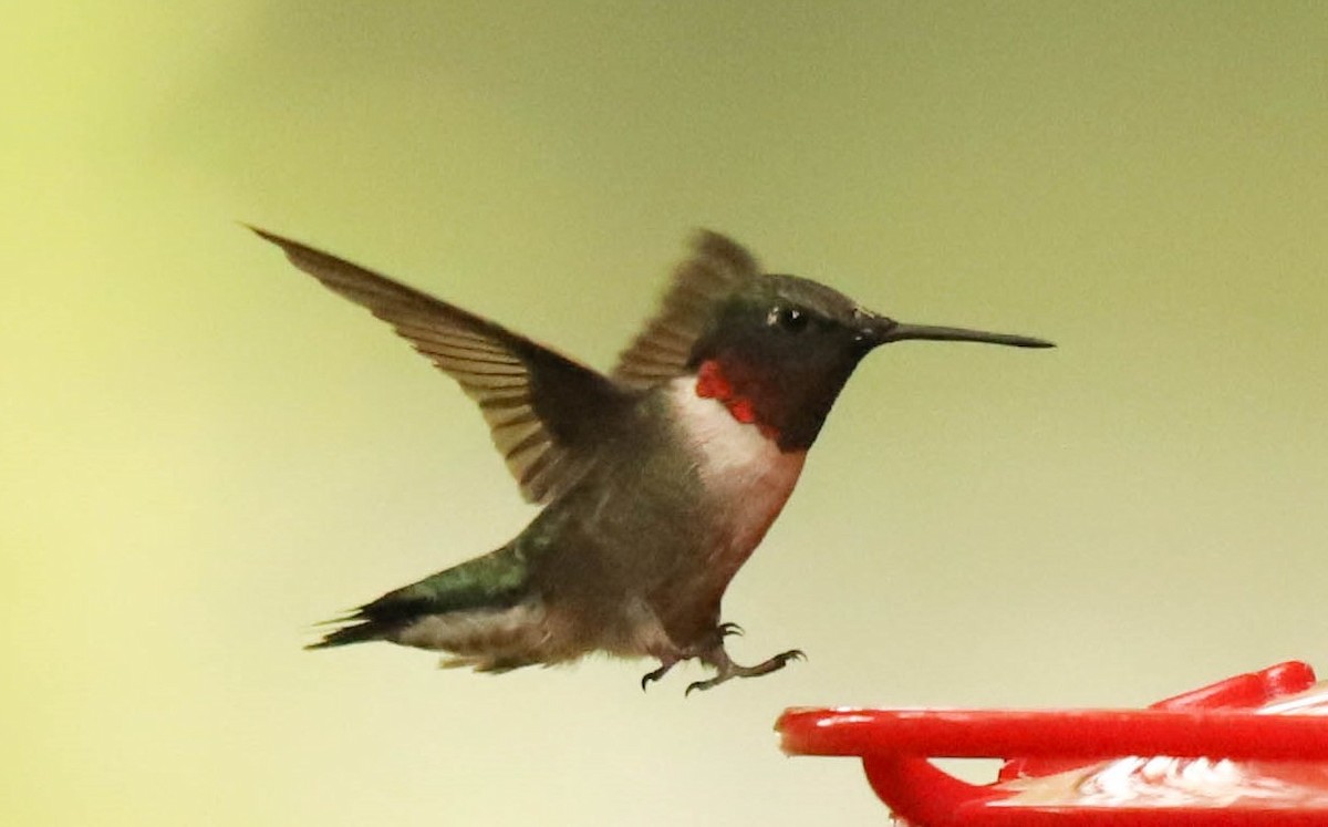 Ruby-throated Hummingbird - ML476353501