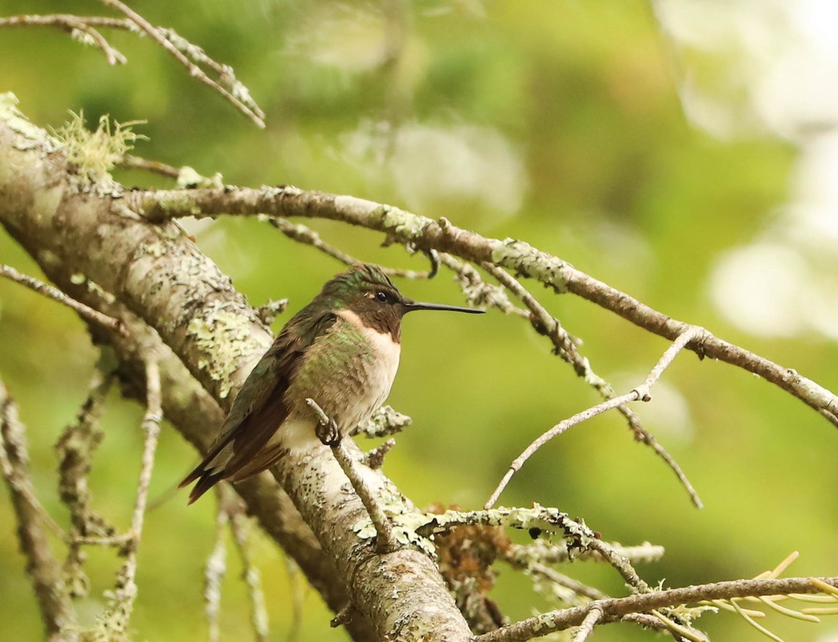 Ruby-throated Hummingbird - ML476353571