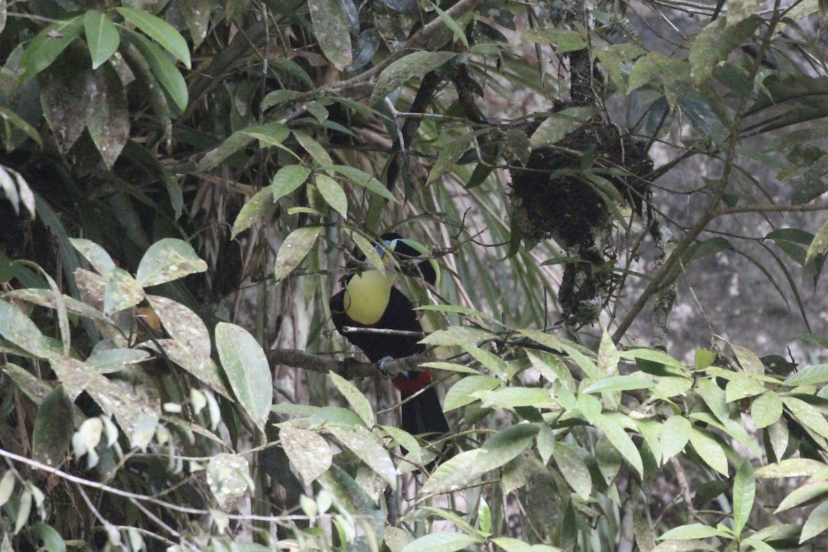 Channel-billed Toucan (Citron-throated) - ML476354821