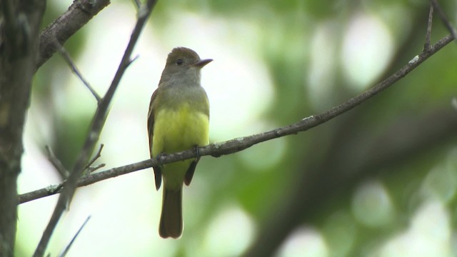 Great Crested Flycatcher - ML476356