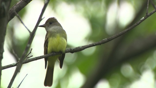 Great Crested Flycatcher - ML476357