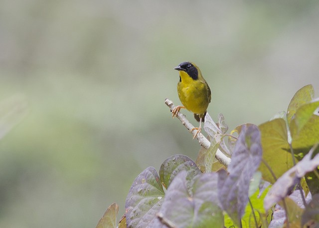 Olive-crowned Yellowthroat - ML47635741