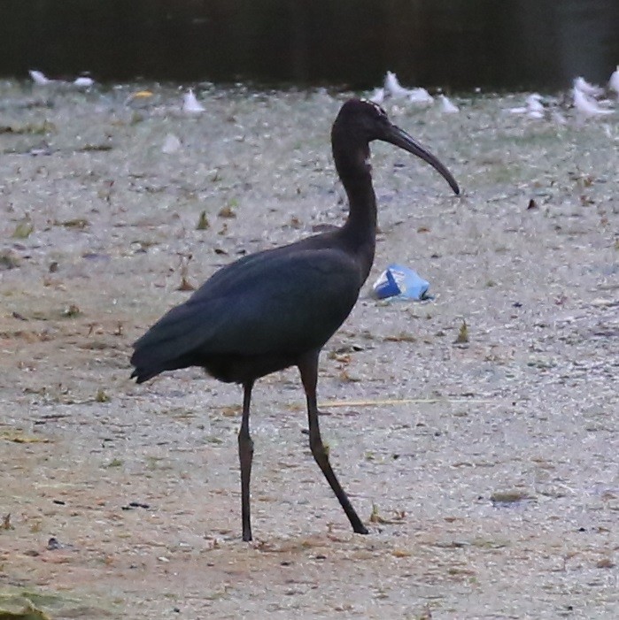 ML476357781 - Glossy Ibis - Macaulay Library