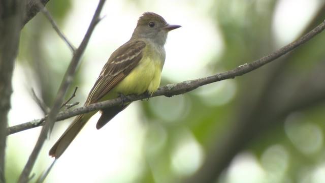 Great Crested Flycatcher - ML476358