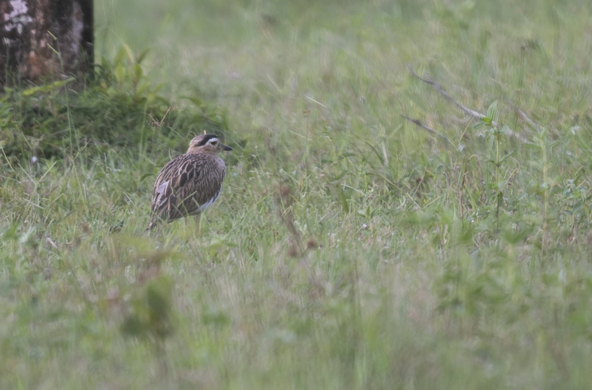 Double-striped Thick-knee - ML476360161
