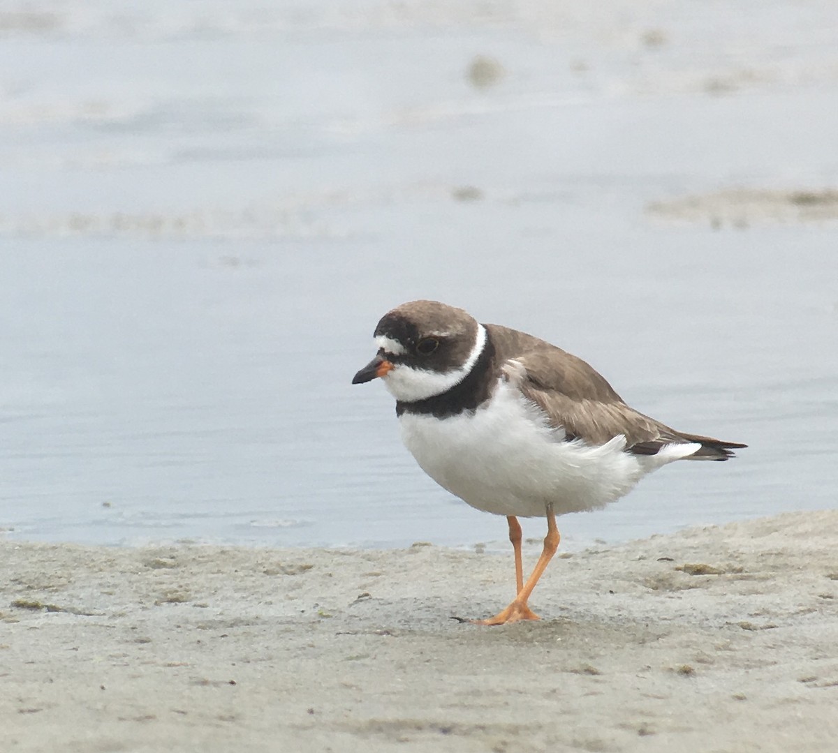Semipalmated Plover - ML476363771