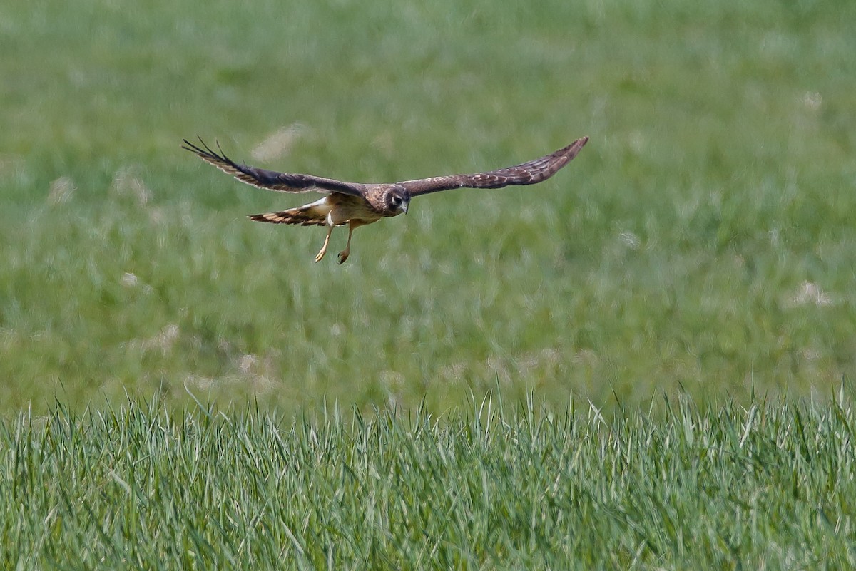 Northern Harrier - André Turcot