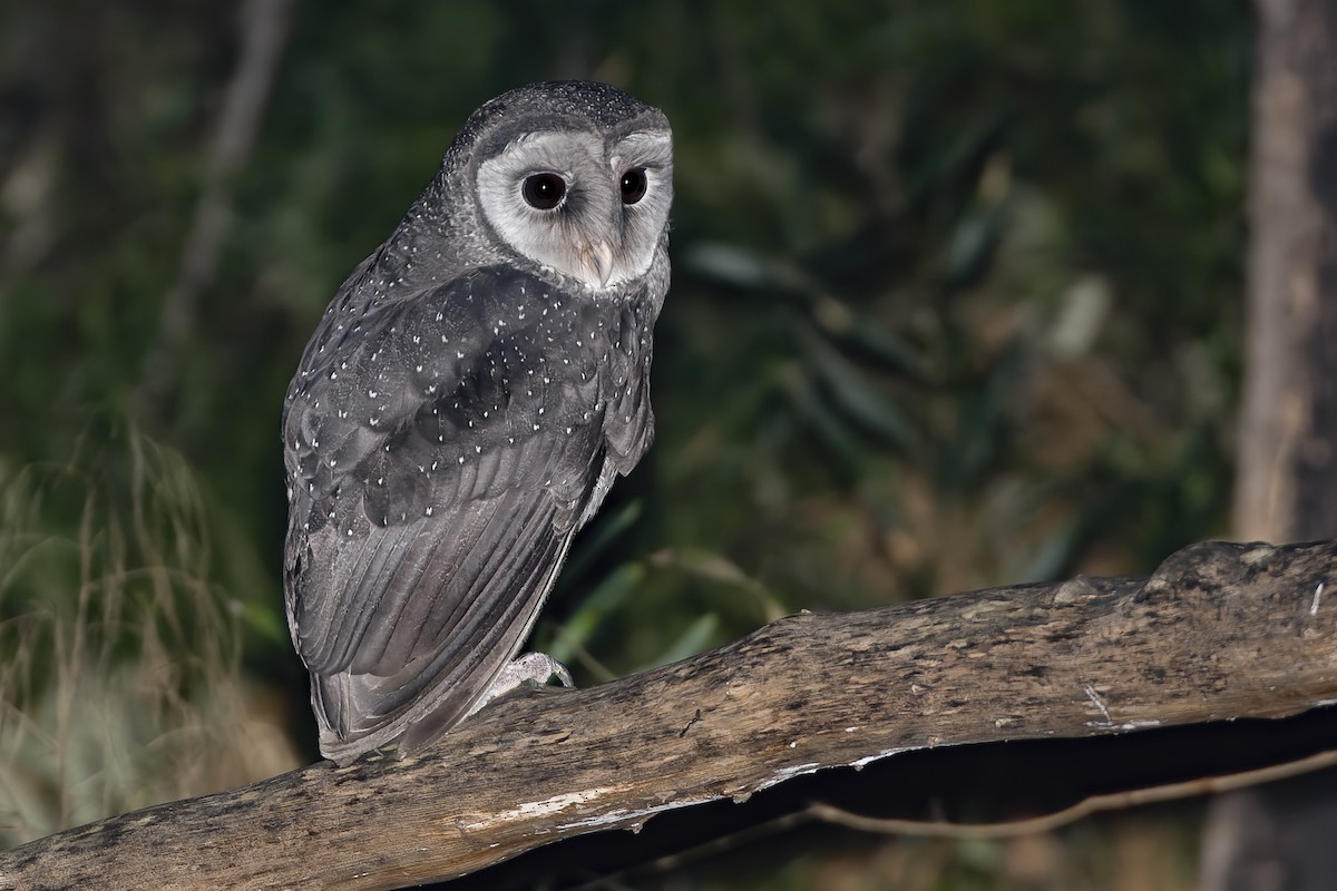 Sooty Owl - Timothy Paasila