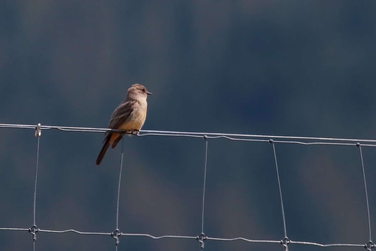 Say's Phoebe - André Turcot