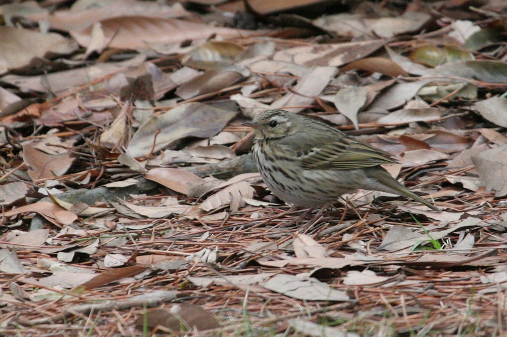 Olive-backed Pipit - ML47637221