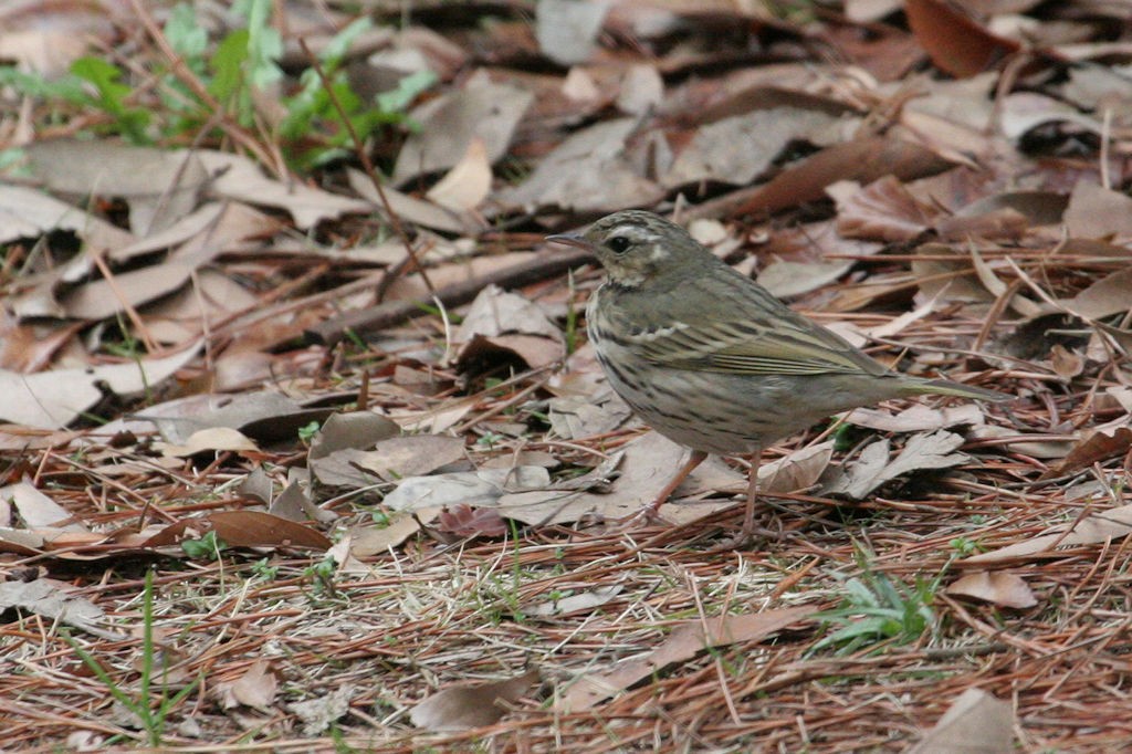 Olive-backed Pipit - ML47637231