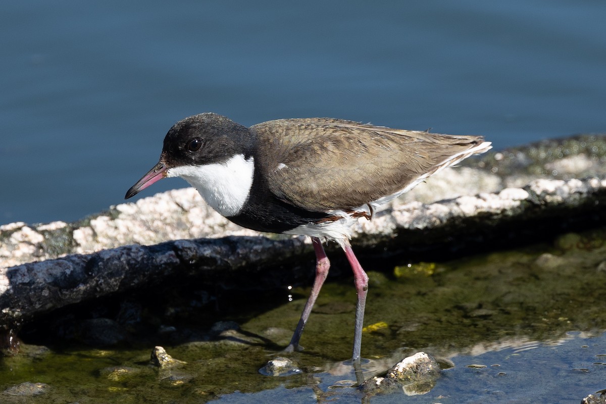 Red-kneed Dotterel - ML476372821