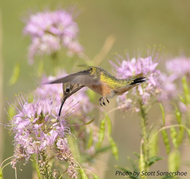 Calliope Hummingbird - Scott Somershoe