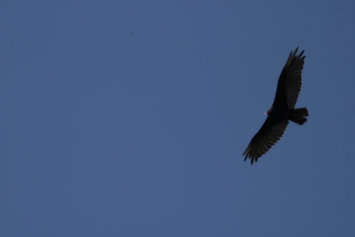 Turkey Vulture - ML476382131