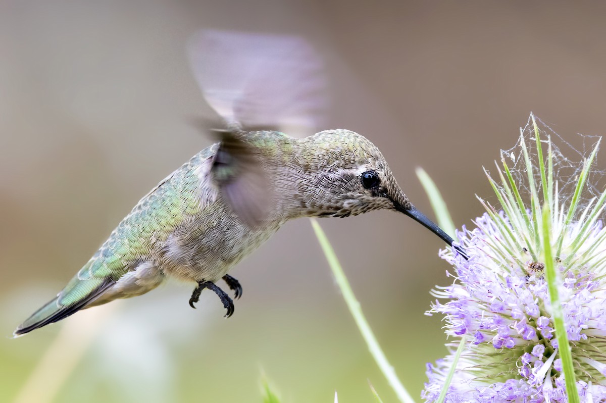 Anna's Hummingbird - Ken Pitts
