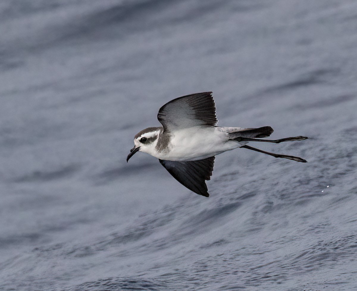 White-faced Storm-Petrel - ML476384871