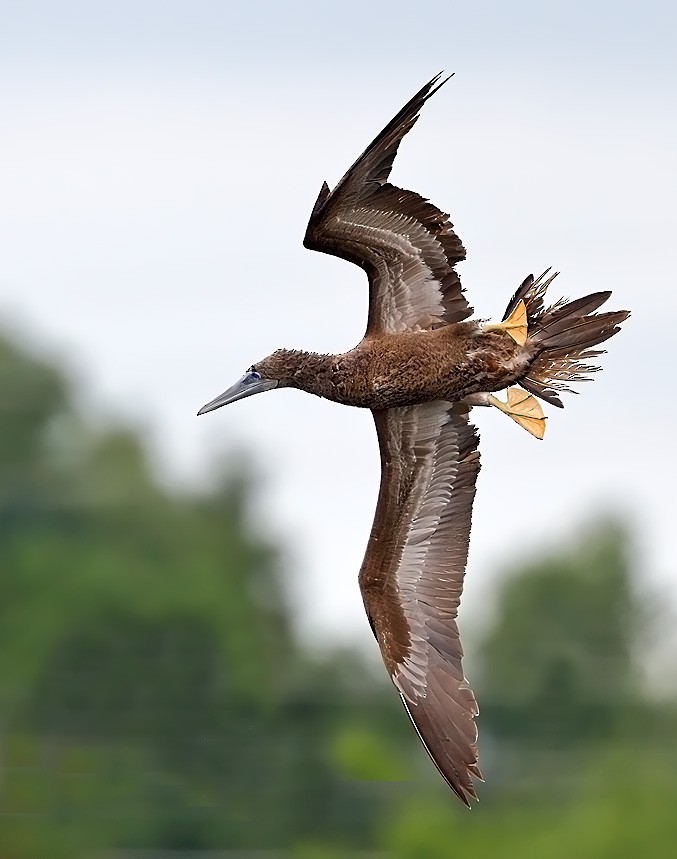 Brown Booby - ML476385861