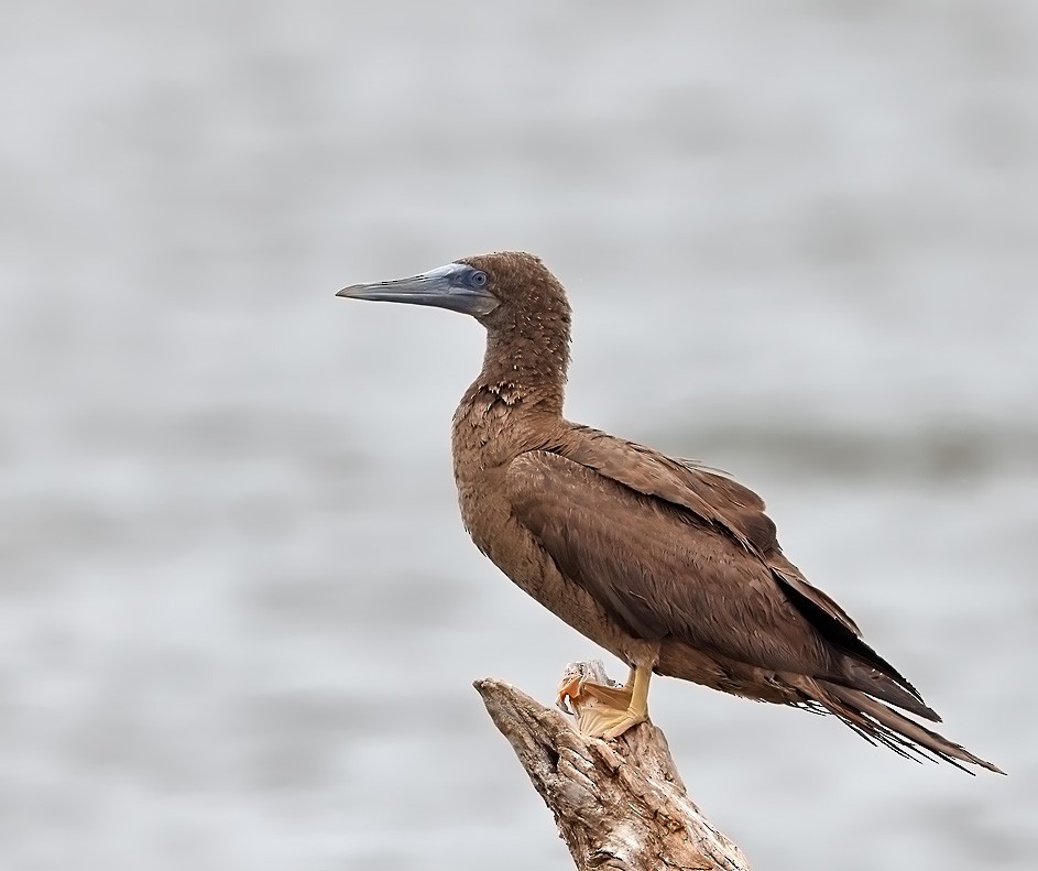 Brown Booby - ML476385931