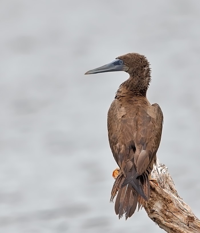 Brown Booby - ML476386031