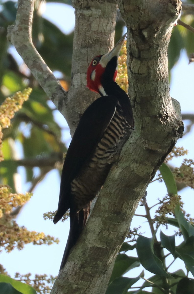 Crimson-crested Woodpecker - Tom Lewis