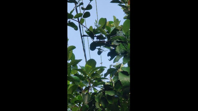 Длинноклювая нектарница - ML476392211