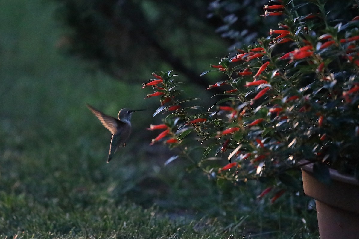 Rufous Hummingbird - ML476394681