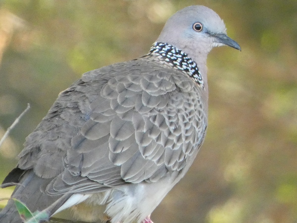 Spotted Dove - ML476409401
