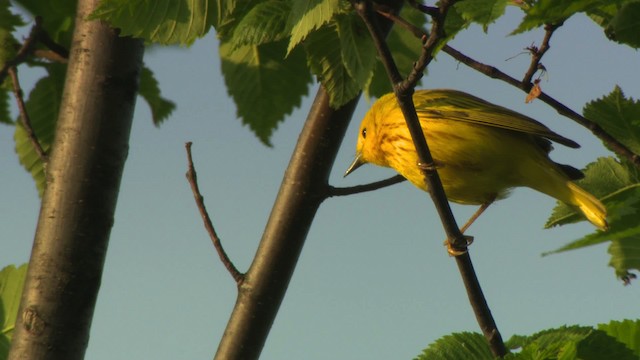 Yellow Warbler (Northern) - ML476414