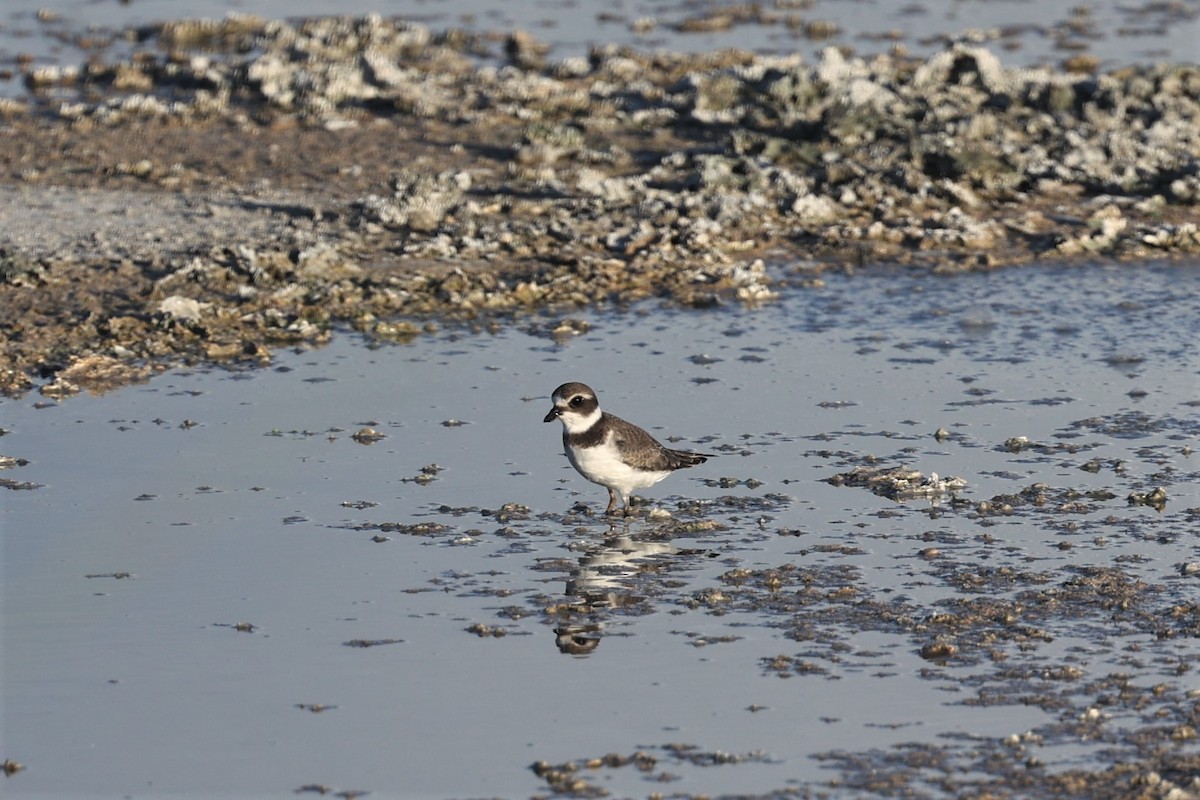 Semipalmated Plover - ML476420981