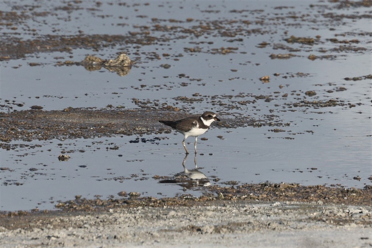 Semipalmated Plover - ML476420991