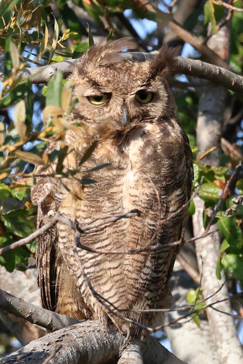 Great Horned Owl - ML476421001