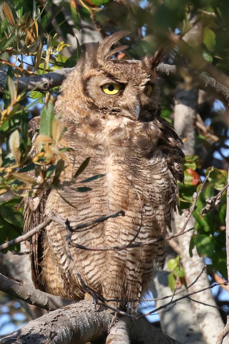Great Horned Owl - ML476421011