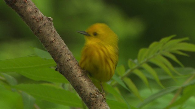 Yellow Warbler (Northern) - ML476427