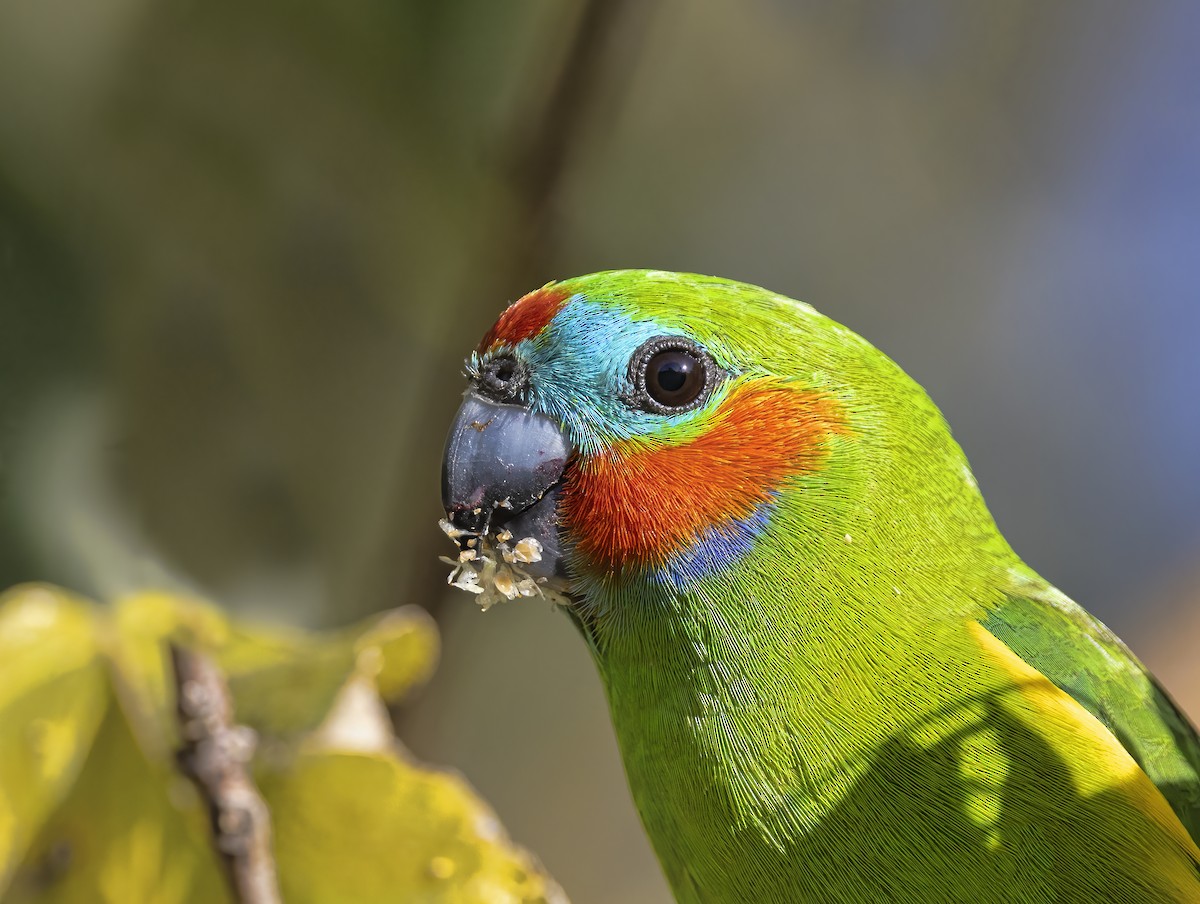 Double-eyed Fig-Parrot - ML476429141
