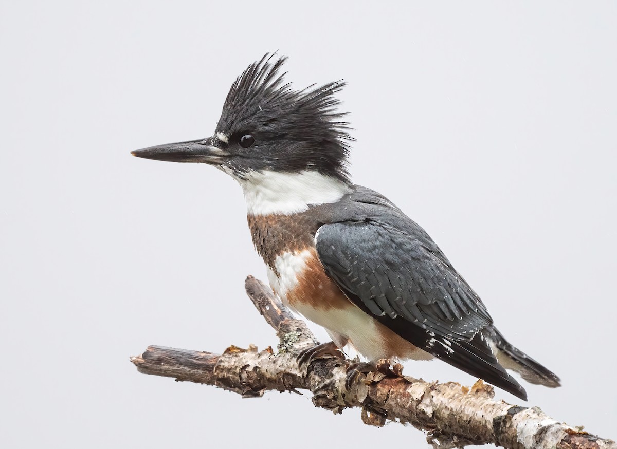 Belted Kingfisher - ML476429661