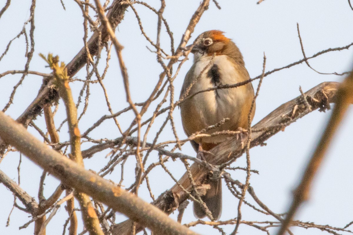 Rusty-crowned Ground-Sparrow - ML476432661